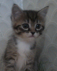 Отдам котенка Юрга